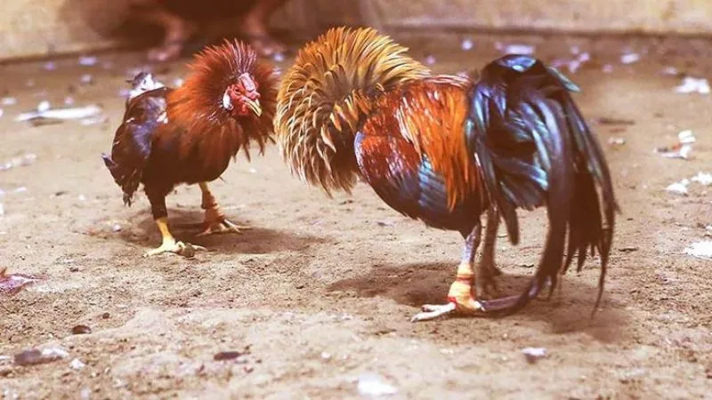 Chơi gà đá cựa sắt tại Gemwin là một trong những trò chơi giải trí trực tuyến phổ biến nhất tại Việt Nam